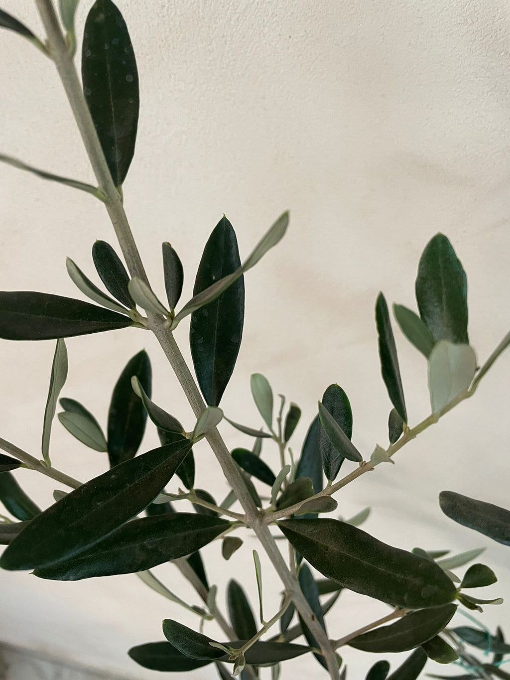 Olivo De 1.50 metros