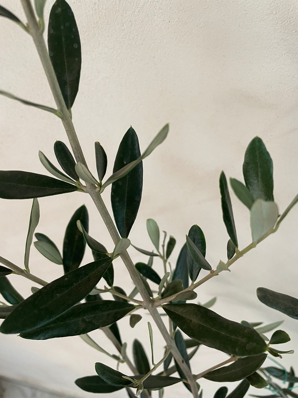 Olivo De 1.50 metros