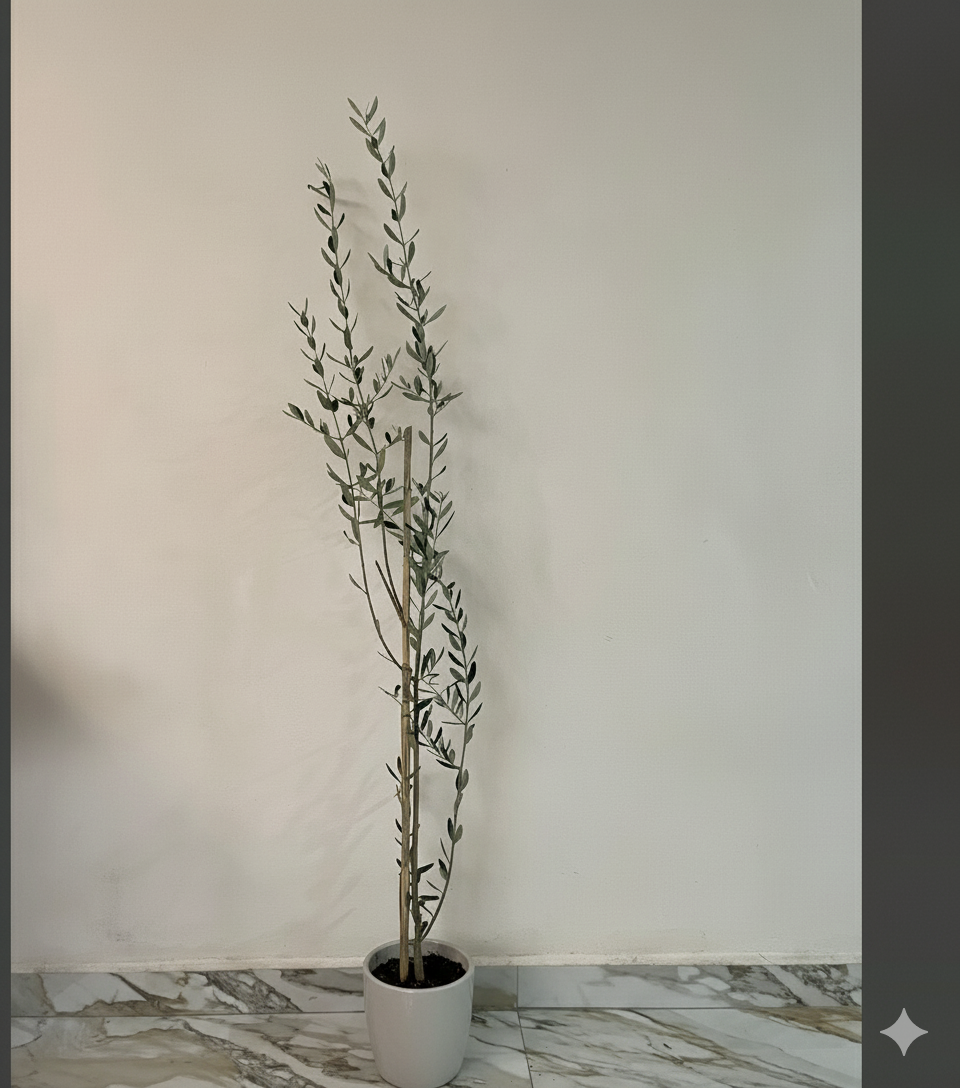 Olivo De 1.50 metros