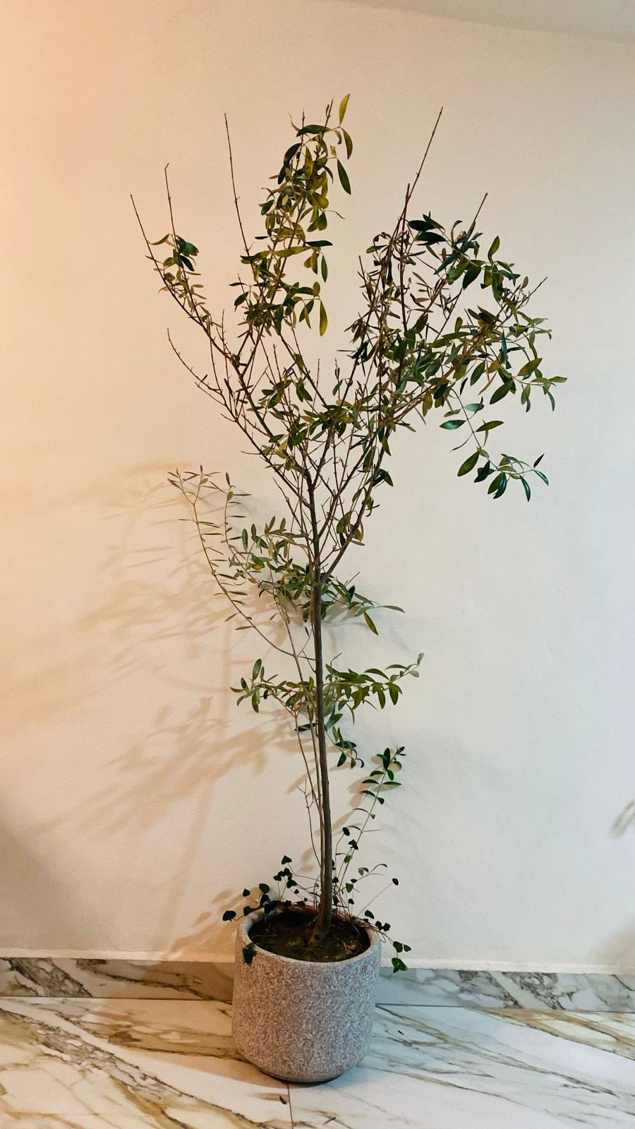 Olivo de Interior de 1.70 m: Un rincón del Mediterráneo en tu hogar