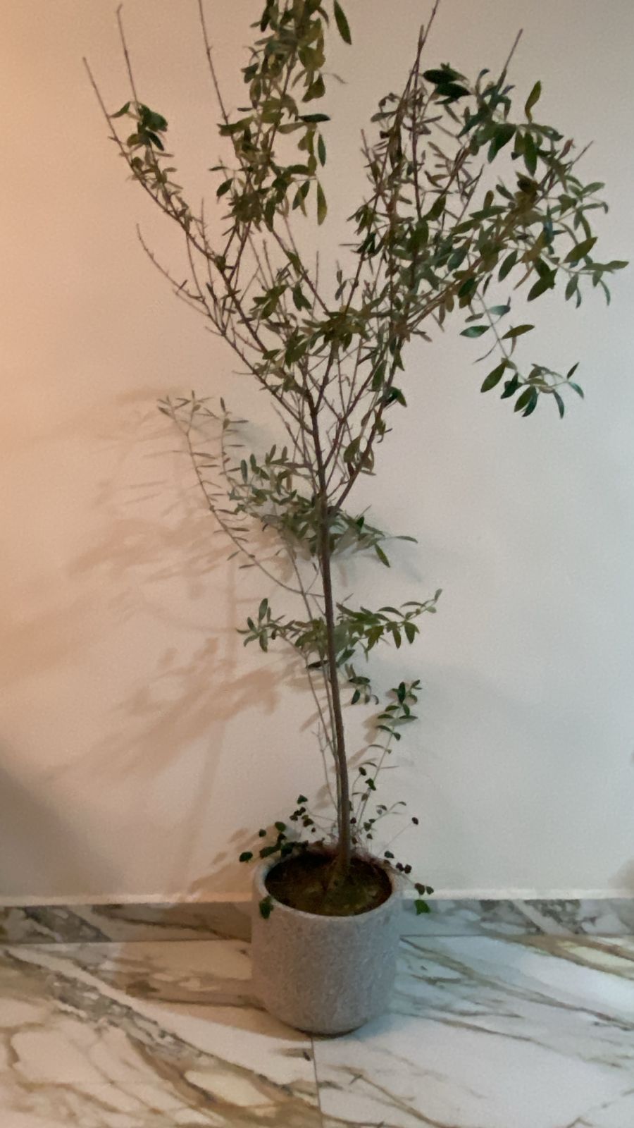 Olivo de Interior de 1.70 m: Un rincón del Mediterráneo en tu hogar