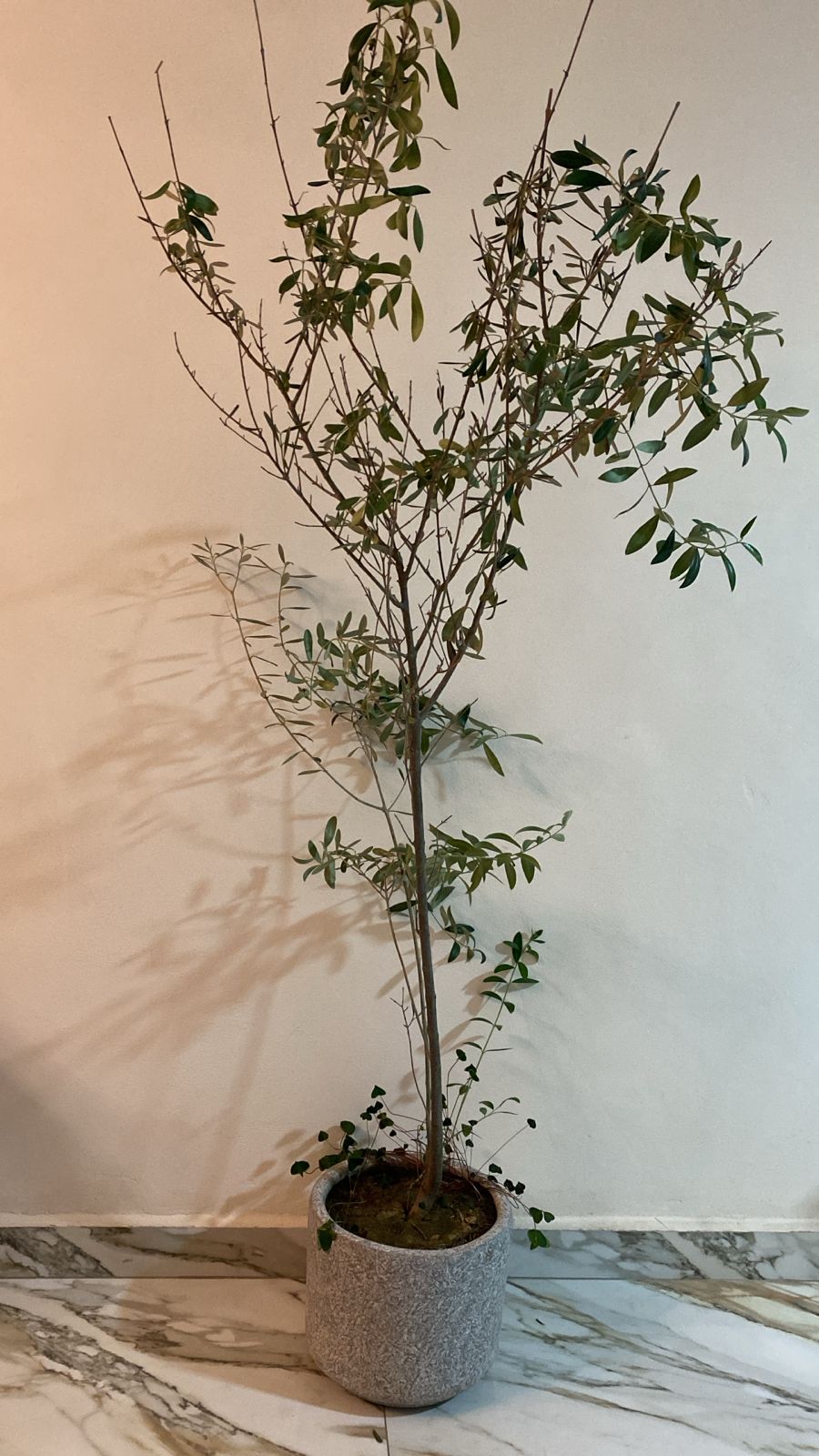 Olivo de Interior de 1.70 m: Un rincón del Mediterráneo en tu hogar